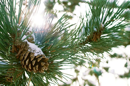 Weather in Athens at Christmas